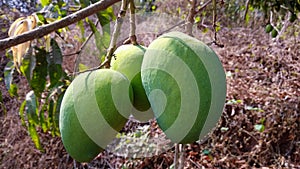 Green mango fruits hanging on tree photo